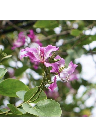 Orkide Ağacı Tohumu[5 Adet Tohum]