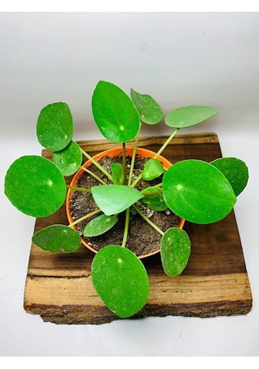 Pilea Salon Bitkisi Ke16