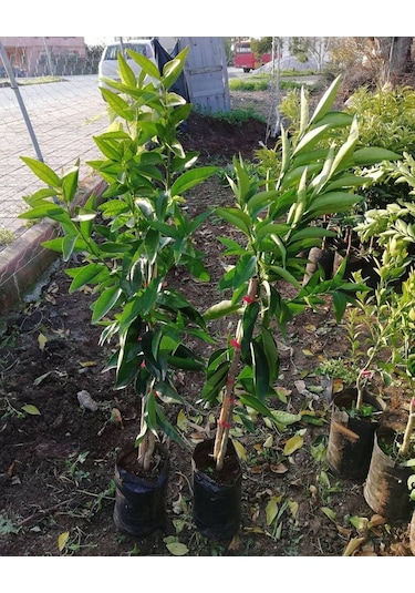 3 Yaş Aşılı Kokulu King Mandalina Fidanı. Torbada