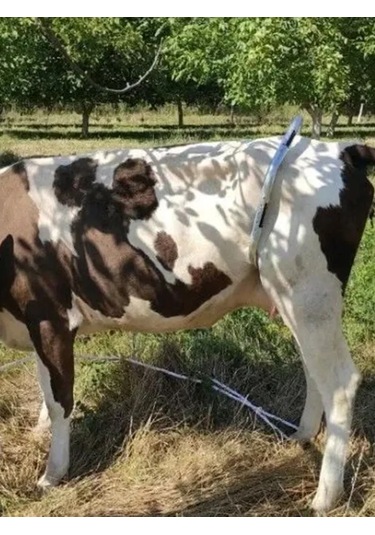 Exmork Bovine İçin Sürgülü Paslanmaz Çelik Karnıyarık 1 Adet 394332417