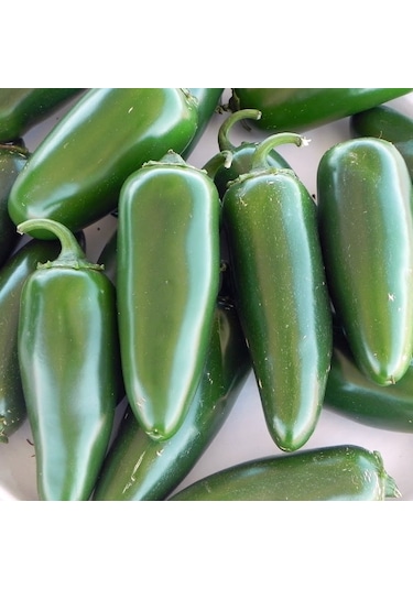 Jalapeno Biber Fidesi 6 Adet