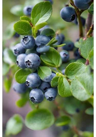 Yaban Mersini Fidanı 3-4 Yaş 80-100 Cm