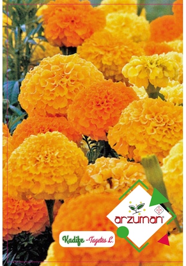 Arzuman Top Kadife Çiçeği Çiçek Tohumu 50 Adet