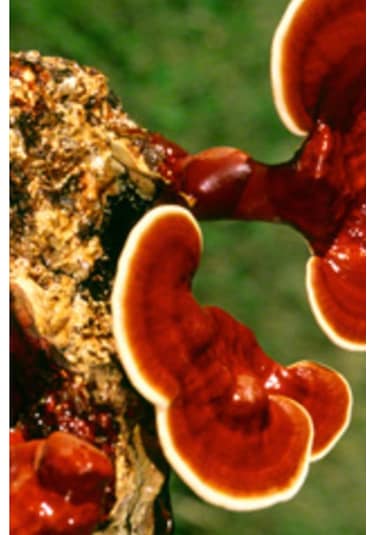 Reishi Ganoderma Lingzhi Mantar Tohumu +5000 Adet