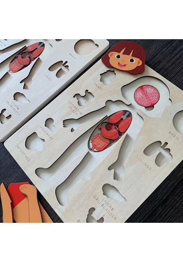 Willowhaven İnsan Vücudu Yapbozu - Çocuklar İçin Eğitici Öğrenme Oyuncağı