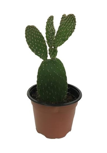 İncir Kaktüs (Opuntia Ovata)
