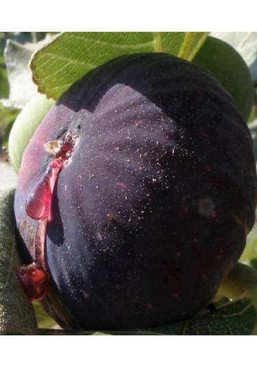 Dürdane Bursa Siyah İncir Fidanı