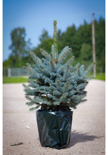 Mavi Ladin Picea Pungens Glauca 40 -60 Cm