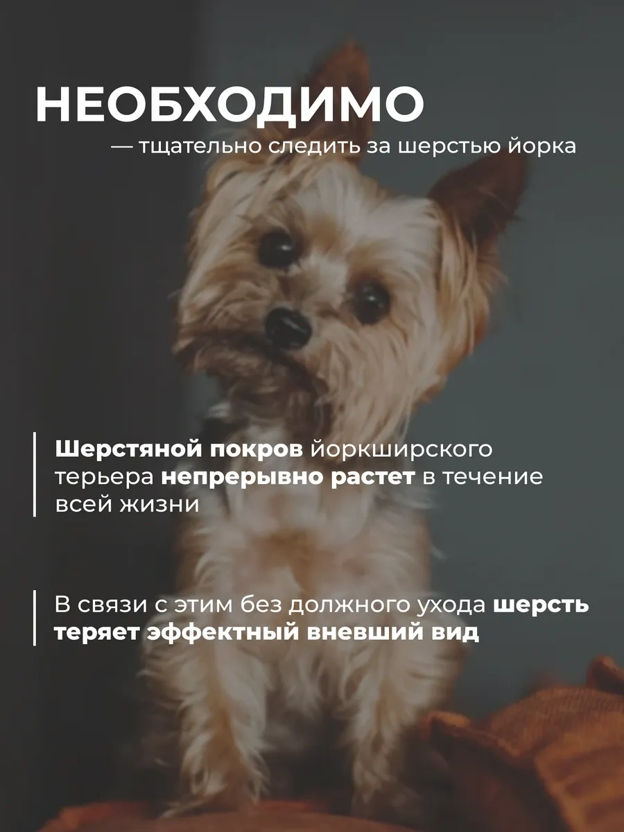 Dogıgo Yorkshire Terrier İçin Köpek Şampuanı 366476449