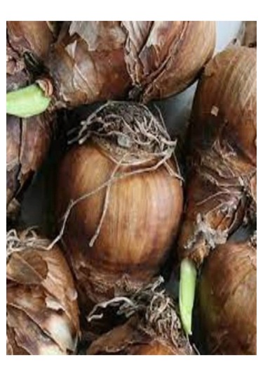 10 Adet Beyaz-sarı Nergis Soğanı