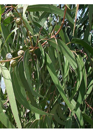 Aysenin Okaliptüs Yağı / Eucalyptus Oil 15 ML