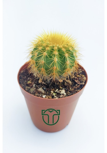 Notocactus Leninghausii 5.5 Cm Saksıda