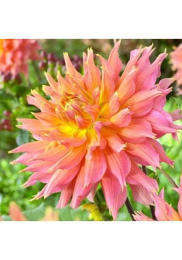 Özel Renk Omega Dahlia Yıldız Çiçeği Yumrusu 1 Adet