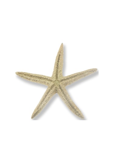 Mutluadim 24 Adet Deniz Yıldızı Biblo