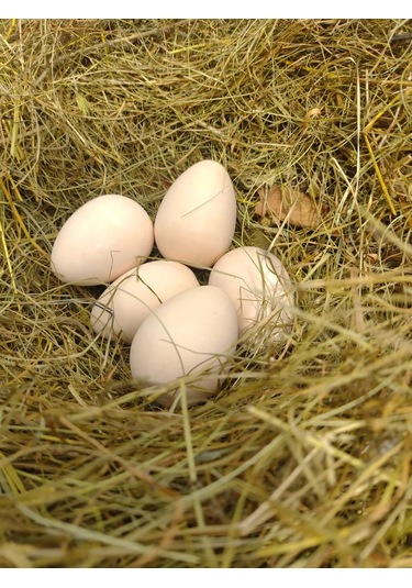 Alex Gips Yolunceği Temizlik Ürünleri 240119249