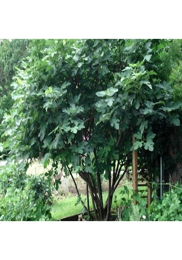 İncir Fidanı Kolay Yetiştirilen Ve Sağlıklı Meyve 1-2 Yaş Saksı