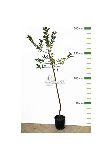 Elma Fuji Fidanı N11.670