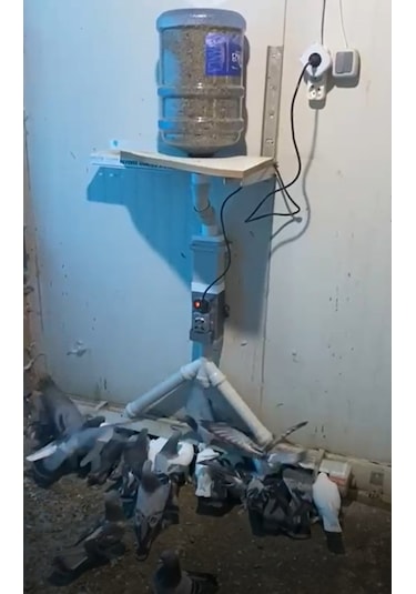 Otomatik Yemlik (Tavuk Güvercin Bıldırcın)