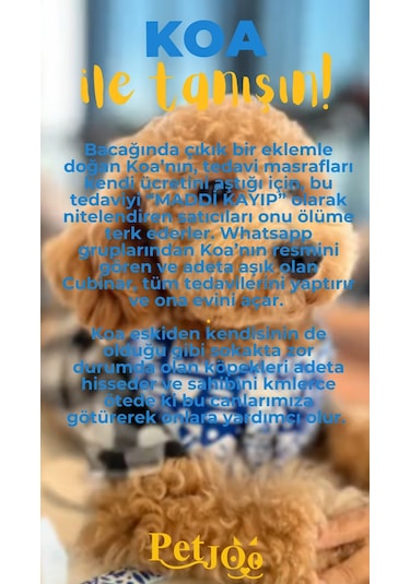 Petjoo 14.Koa Sarı-Mavi Qr'lı Köpek Künyesi