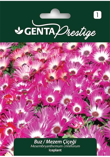 Genta - Buz Mezem Iceplant Yer Örtücü Çiçek Tohumu