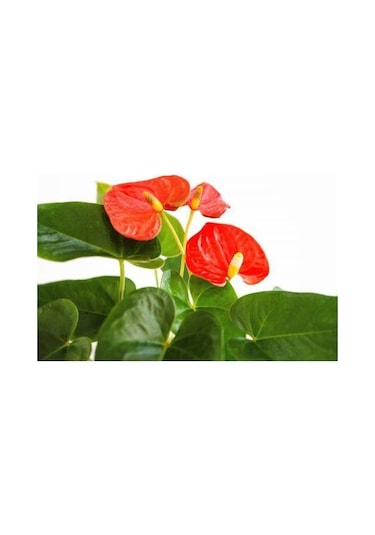 Antoryum Çiçeği - Özel Günler İçin