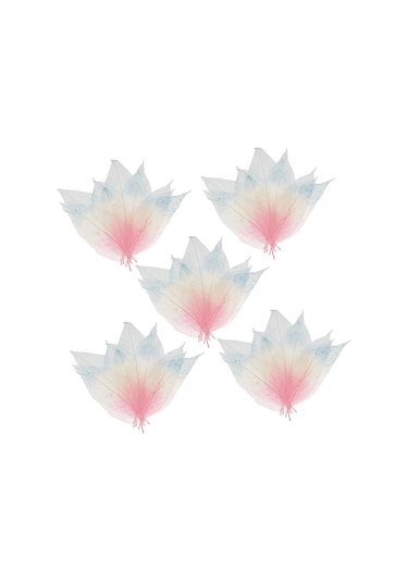 Suntek 50 Parça Doğal Manolya İskelet Yaprak Yaprak