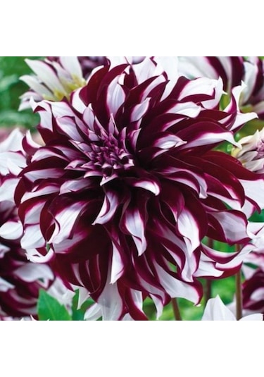 Büyük Çiçekli Tartan Yıldız Dahlia Çiçeği Soğanı Yumrusu 1 Adet