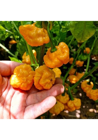 Ata Tohum Geleneksel Ksps Khangstar Çok Acı Biber Tohumu 10 Tohum