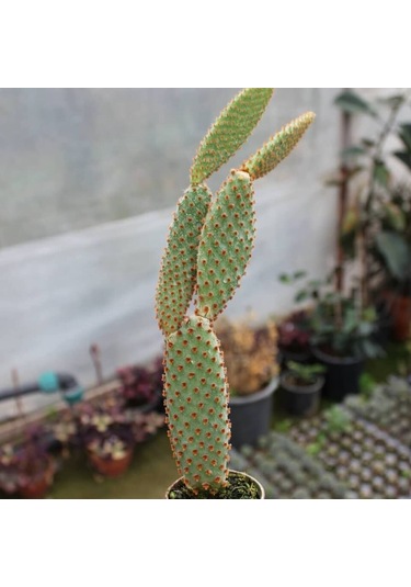 Tavşan Kaktüs / Sarı Dikenli Opuntia Microdasys Albata , 5.5 Cm Saksıda 1 Adet
