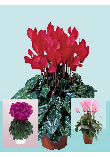 3 Adet Büyük Boy Sıklamen Cyclamen Çiçeği Karışık Renk