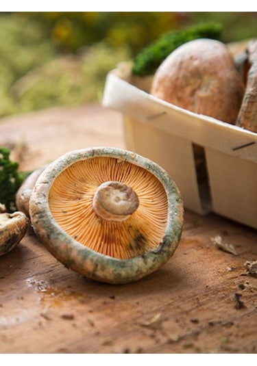 Kanlıca Mantarı Çintar Çam Melki Mantar Deneme Kiti 1 Adet