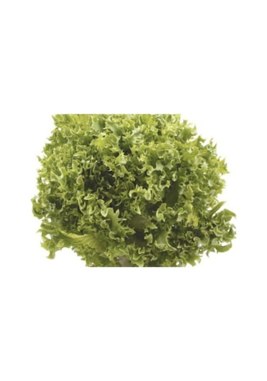 Marul Arapsaçı Kıvırcık Tohumu 10 Gr