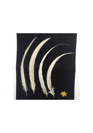 Suntek Toptan Kaliteli Güzel 10 Adet Boyama Horoz Kuyruğu Tüyleri