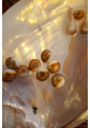 Yılancık Taşı Sifa Tası Canlı Yavru Dişi Ve Erkek Karışık 3 Adet 001