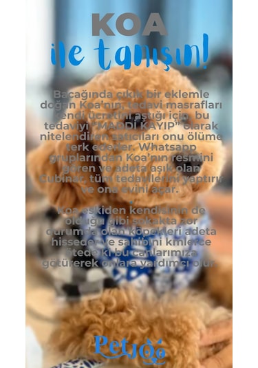 Petjoo 14.Koa Mavi-Gri Qr'lı Köpek Künyesi
