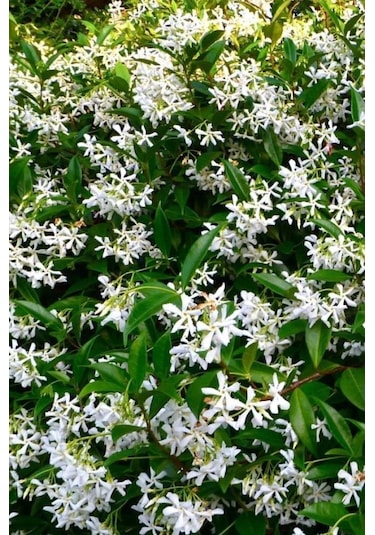 Arap Yasemini, Ful Yasemin , Sarmaşık Yasemin Fidanı 10-20 Cm