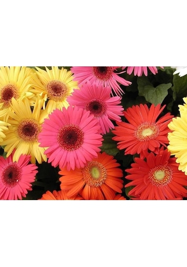 Sistemik Sıvı Bakır Plant-Cu 5 KG