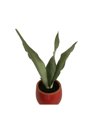 Dekoratif Toprak Saksıda Sansevieria Moonlight Sanseverya 35cm