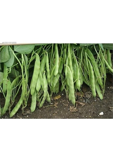 Tohumculuk Nadir Yediveren Magnum Fasülyesi Tohumu 15 Tohum Tohum Fasulye Tohumu