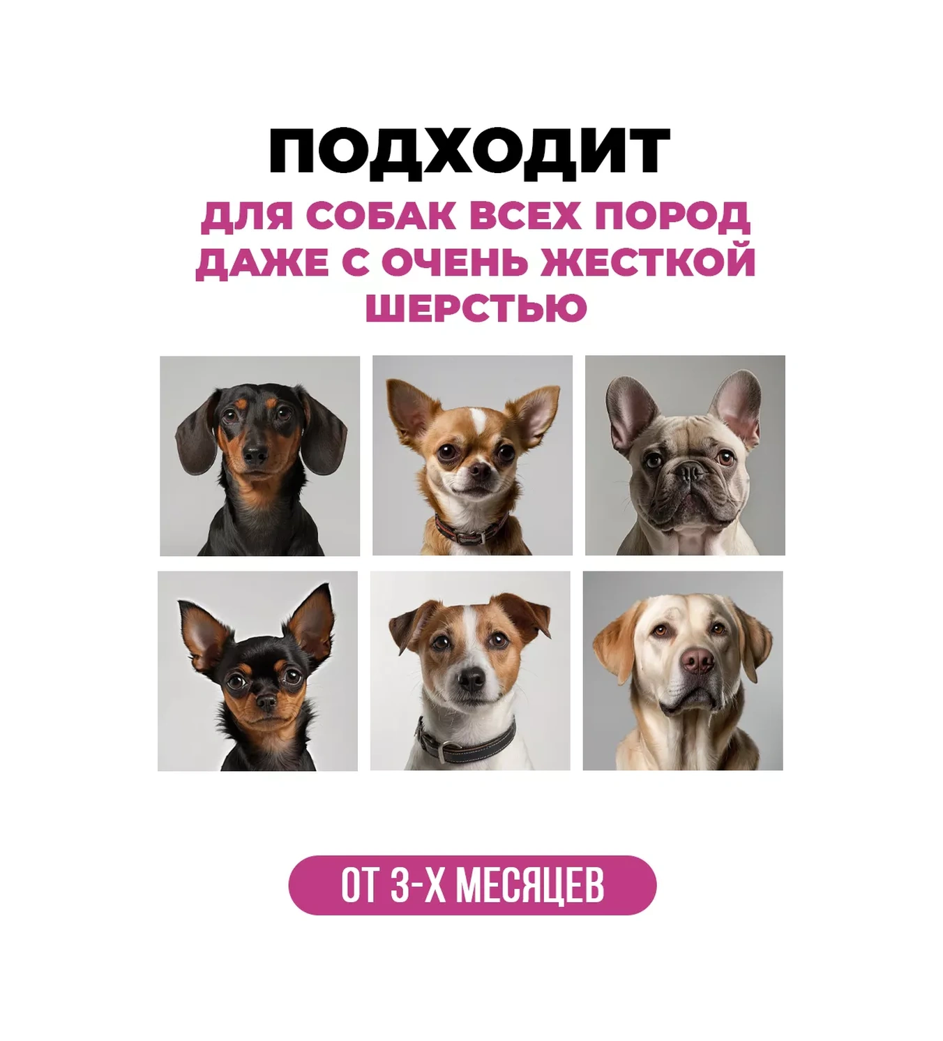 Spets Köpekler İçin Hipoalerjenik Kısa Tüy Şampuanı 1l 164158697