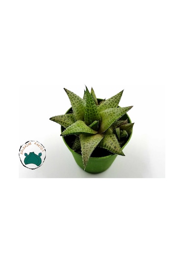 Haworthia Venosa 'Tessellata' (Sukulent) Ø5,5 CM Y0-10 CM