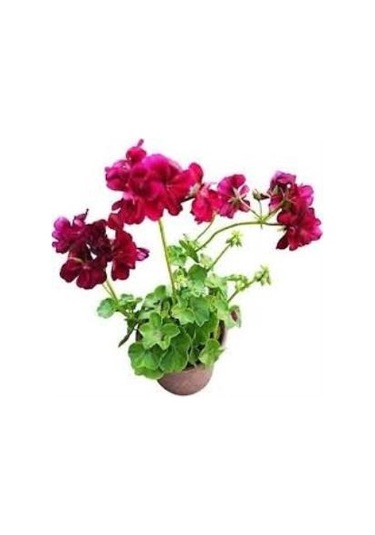 Sakız Sardunya Fidanı Bordo 10-20 Cm