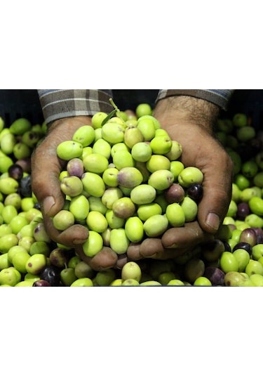 İzorya Taze Kırmalık Yeşil Zeytin (Mut Tipi) 5Kg.