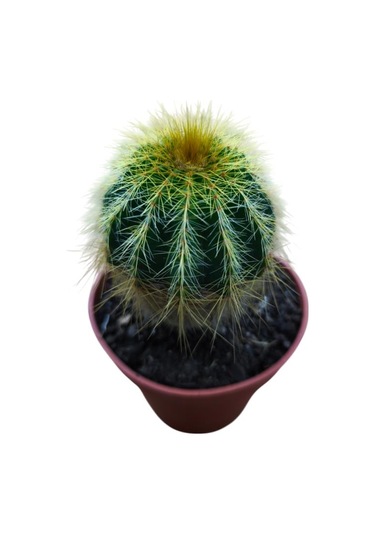 Natocactus Magnificus 8,5 Cm Lik Saksıda 17 Cm Uzunlukta
