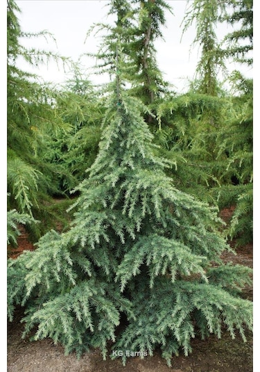 Himalaya Sedir Fidanı 2 Yaşında Tüplü