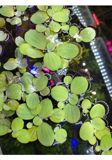 Pistia Stratiotes Su Marulu Su Üstü Canlı Akvaryum Bitkisi 4 Kök 15-20 Yaprak Kolay Bitki