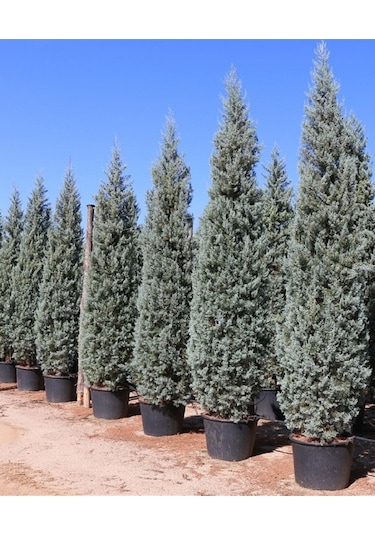 Mavi Servi Çam Fidanı
