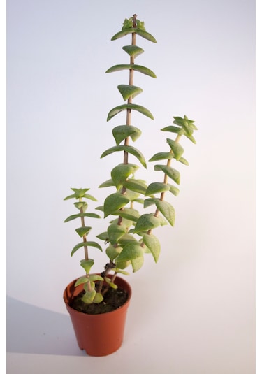 Crassula Rupestris Sukulent Tekli 5,5 Cm Saksıda