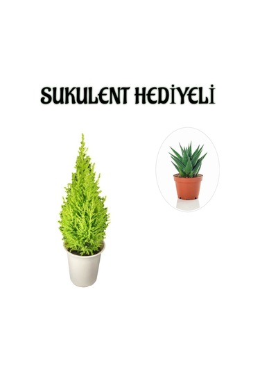 Limon Kokulu Salon Limon Çamı Sevgililer Gününe Özel Sukulent Hediyeli