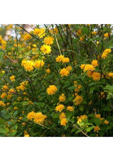 Bahçevilya 2 Yaş Tüplü Mimoza Çiçeği Acacia Dealbata Fidanı